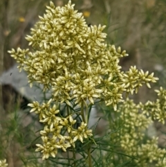 Cassinia quinquefaria (Rosemary Cassinia) at Forde, ACT - 3 Mar 2021 by trevorpreston