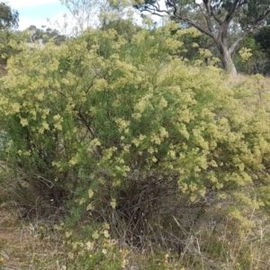 Cassinia quinquefaria at Forde, ACT - 3 Mar 2021