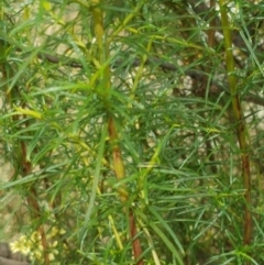 Cassinia quinquefaria at Forde, ACT - 3 Mar 2021