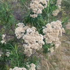 Cassinia longifolia (Shiny Cassinia, Cauliflower Bush) at Forde, ACT - 3 Mar 2021 by trevorpreston