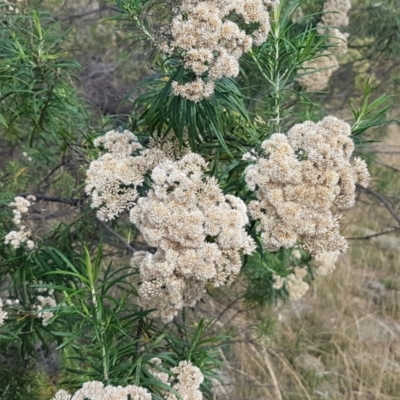 Cassinia longifolia (Shiny Cassinia, Cauliflower Bush) at Forde, ACT - 3 Mar 2021 by trevorpreston