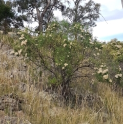 Cassinia longifolia at Forde, ACT - 3 Mar 2021