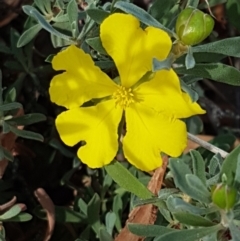 Hibbertia obtusifolia (Grey Guinea-flower) at Forde, ACT - 3 Mar 2021 by tpreston