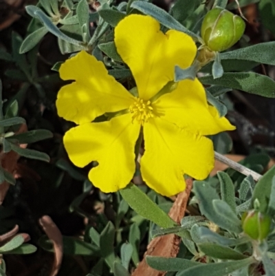 Hibbertia obtusifolia (Grey Guinea-flower) at Forde, ACT - 3 Mar 2021 by tpreston