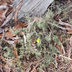 Hibbertia obtusifolia at Forde, ACT - 3 Mar 2021 04:19 PM