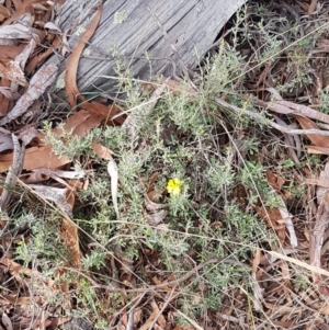 Hibbertia obtusifolia at Forde, ACT - 3 Mar 2021