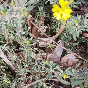 Hibbertia obtusifolia at Forde, ACT - 3 Mar 2021 04:19 PM