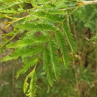 Acacia mearnsii (Black Wattle) at Goorooyarroo NR (ACT) - 3 Mar 2021 by trevorpreston