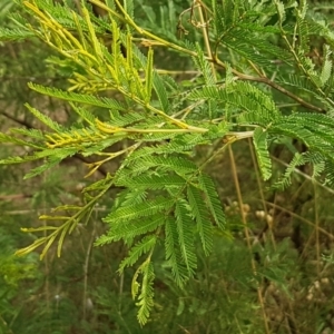 Acacia mearnsii at Forde, ACT - 3 Mar 2021