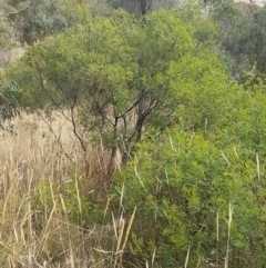 Acacia mearnsii at Forde, ACT - 3 Mar 2021