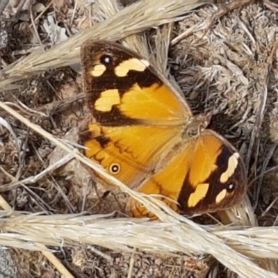 Heteronympha merope (Common Brown Butterfly) at Forde, ACT - 3 Mar 2021 by tpreston