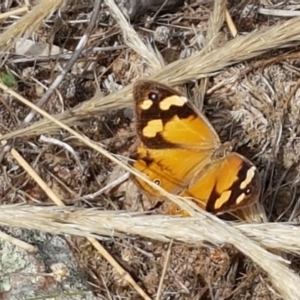 Heteronympha merope at Forde, ACT - 3 Mar 2021 04:26 PM