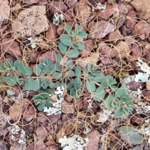 Euphorbia dallachyana at Forde, ACT - 3 Mar 2021