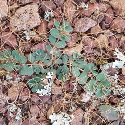 Euphorbia dallachyana (Mat Spurge, Caustic Weed) at Goorooyarroo NR (ACT) - 3 Mar 2021 by trevorpreston