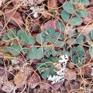 Euphorbia dallachyana at Forde, ACT - 3 Mar 2021