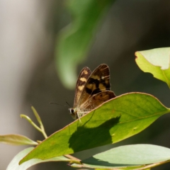 Heteronympha banksii (Banks' Brown) at Rossi, NSW - 2 Mar 2021 by DPRees125