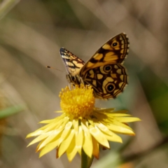 Oreixenica lathoniella (Silver Xenica) at Tallaganda State Forest - 2 Mar 2021 by DPRees125