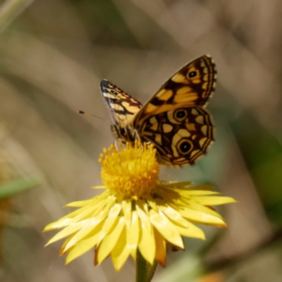 Oreixenica lathoniella (Silver Xenica) at Tallaganda State Forest - 2 Mar 2021 by DPRees125