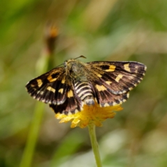 Hesperilla munionga (Alpine Sedge-Skipper) at QPRC LGA - 2 Mar 2021 by DPRees125