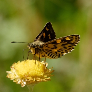 Hesperilla munionga at Captains Flat, NSW - 2 Mar 2021