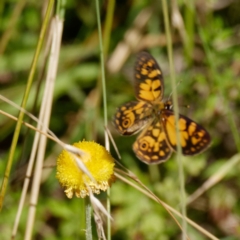 Oreixenica lathoniella (Silver Xenica) at Tallaganda National Park - 2 Mar 2021 by DPRees125