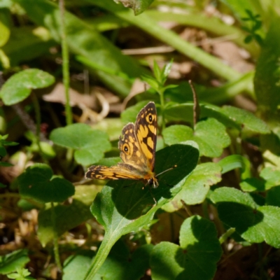 Oreixenica lathoniella (Silver Xenica) at Tallaganda State Forest - 2 Mar 2021 by DPRees125