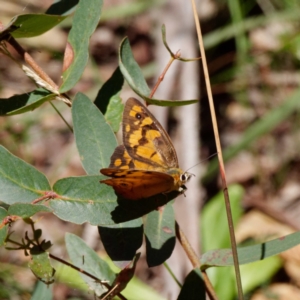 Heteronympha penelope at Harolds Cross, NSW - 2 Mar 2021