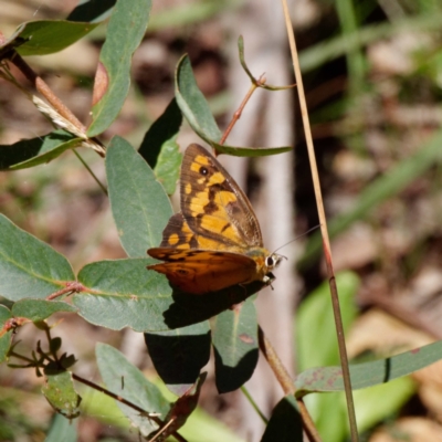 Heteronympha penelope (Shouldered Brown) at Harolds Cross, NSW - 2 Mar 2021 by DPRees125