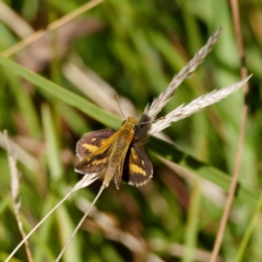 Taractrocera papyria (White-banded Grass-dart) at Deua National Park (CNM area) - 2 Mar 2021 by DPRees125