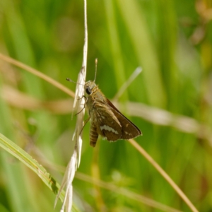 Taractrocera papyria at Krawarree, NSW - 2 Mar 2021