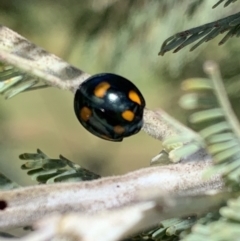 Orcus australasiae (Orange-spotted Ladybird) at Murrumbateman, NSW - 3 Mar 2021 by SimoneC