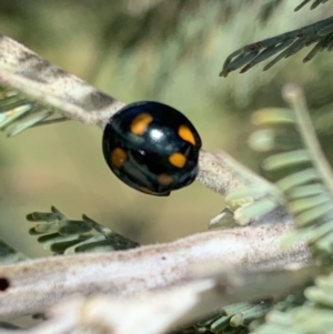 Orcus australasiae at Murrumbateman, NSW - 3 Mar 2021 12:26 PM