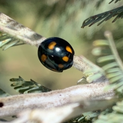 Orcus australasiae (Orange-spotted Ladybird) at Murrumbateman, NSW - 3 Mar 2021 by SimoneC