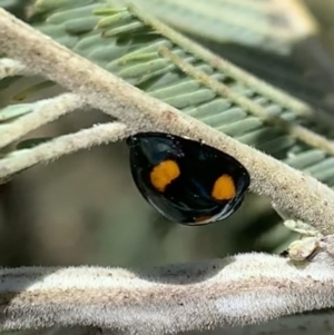 Orcus australasiae at Murrumbateman, NSW - 3 Mar 2021 12:26 PM