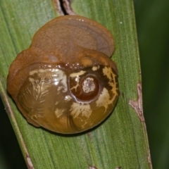 Mysticarion porrectus (Golden Semi-slug) at ANBG - 3 Mar 2021 by WHall