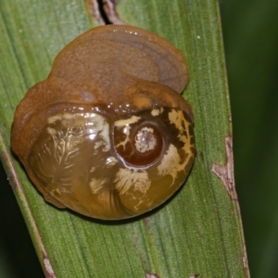 Mysticarion porrectus (Golden Semi-slug) at Acton, ACT - 3 Mar 2021 by WHall