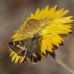 Dispar compacta (Barred Skipper) at ANBG - 3 Mar 2021 by WHall