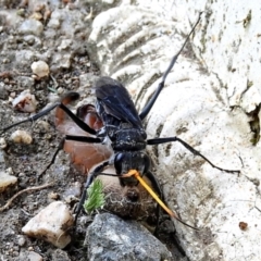 Pompilidae (family) at Crooked Corner, NSW - 3 Mar 2021 03:33 PM