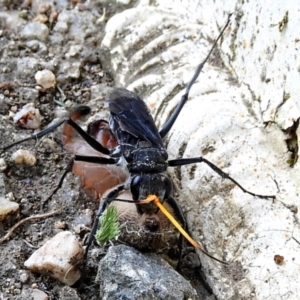 Pompilidae (family) at Crooked Corner, NSW - 3 Mar 2021