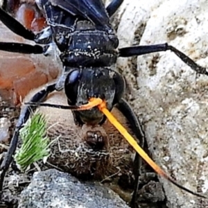 Pompilidae (family) at Crooked Corner, NSW - 3 Mar 2021