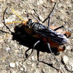 Pompilidae (family) at Crooked Corner, NSW - 3 Mar 2021 03:33 PM