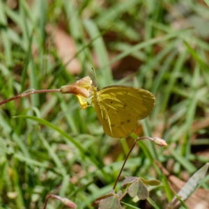 Eurema smilax at Cotter River, ACT - 1 Mar 2021