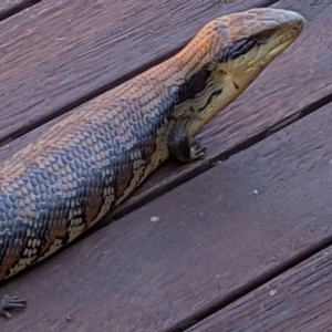 Tiliqua scincoides scincoides at Watson, ACT - 2 Mar 2021