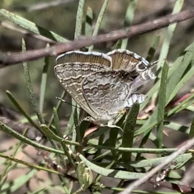 Theclinesthes miskini (Wattle Blue) at Murrumbateman, NSW - 3 Mar 2021 by SimoneC