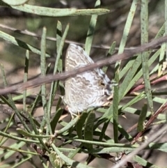 Theclinesthes miskini at Murrumbateman, NSW - 3 Mar 2021