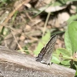 Theclinesthes miskini at Murrumbateman, NSW - 3 Mar 2021