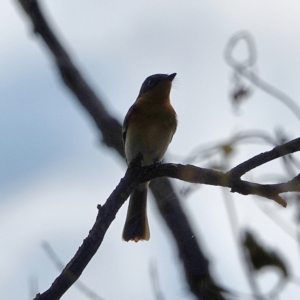 Myiagra rubecula at Deakin, ACT - 3 Mar 2021