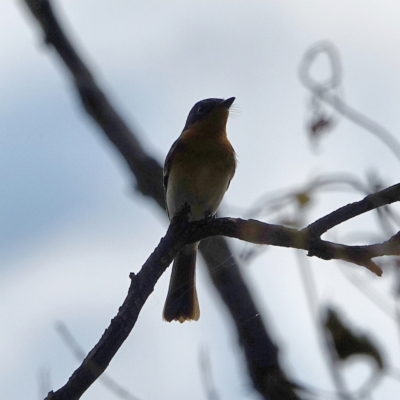 Myiagra rubecula (Leaden Flycatcher) at Red Hill Nature Reserve - 3 Mar 2021 by Ct1000
