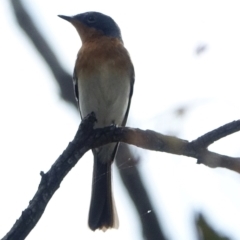 Myiagra rubecula at Deakin, ACT - 3 Mar 2021