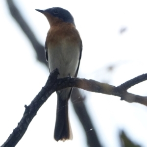 Myiagra rubecula at Deakin, ACT - 3 Mar 2021